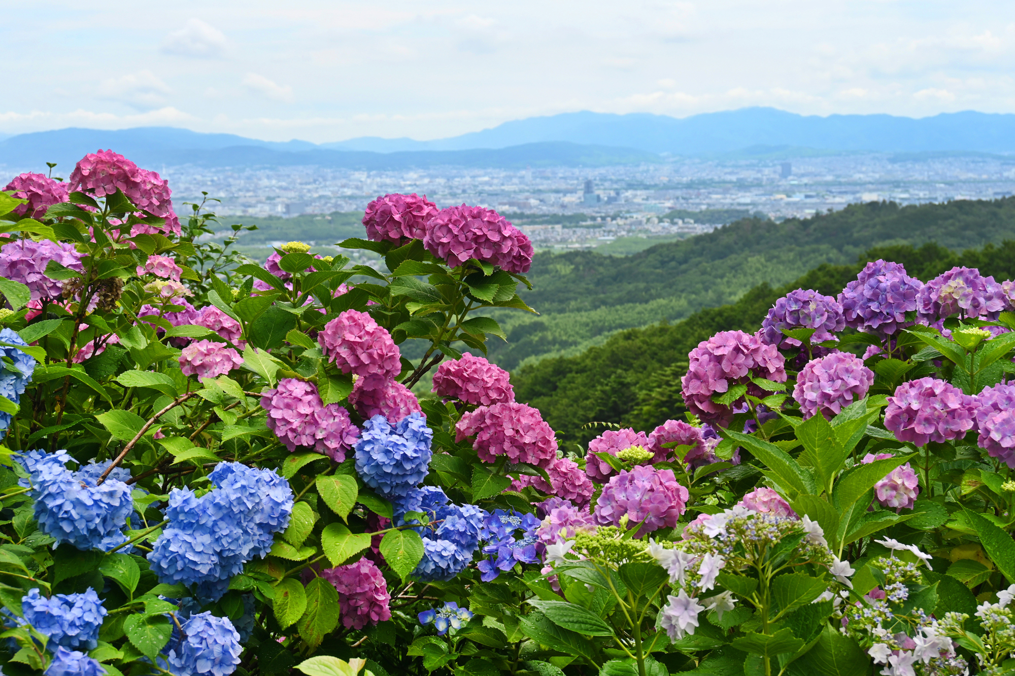 西山から京都のまちを見下ろす、あじさいの咲く風景